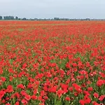 Biotop - Badeteich, Sauna, Kinoleinwand Nyaraló