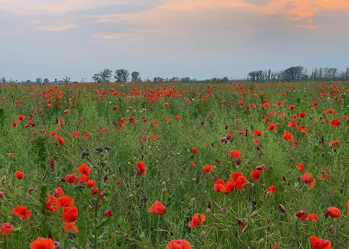 Biotop - Badeteich, Sauna, Kinoleinwand *